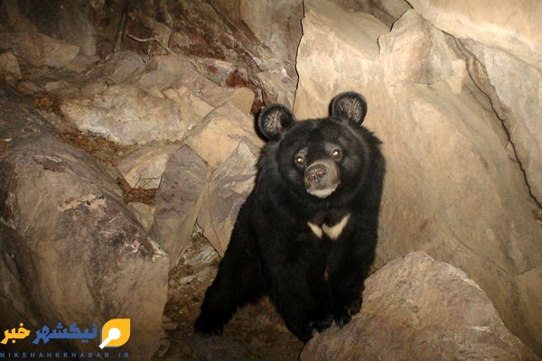 فعالیت معدنی زیستگاه خرس سیاه بلوچی را در معرض خطر قرار داده است