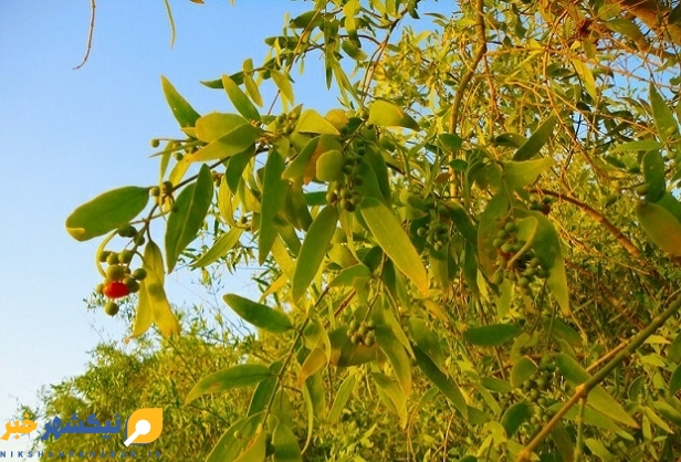 پیر، درختی مقاوم با محصولی خوش طعم در نیکشهر